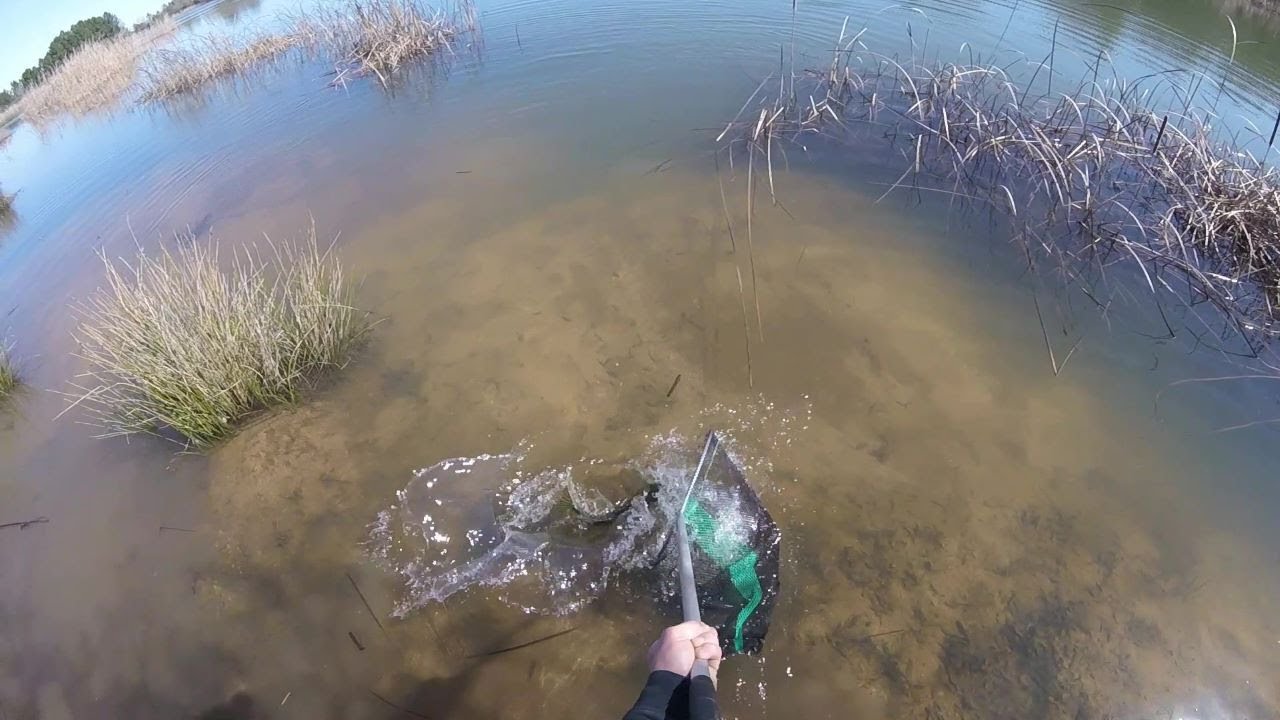 Pesca al luccio italico in Sardegna (a morning of fishing on the shore of a beautiful mountain lake)