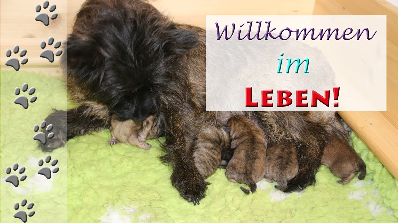 Willkommen im Leben F-Wurf | Hundekanal | Cairn Terrier