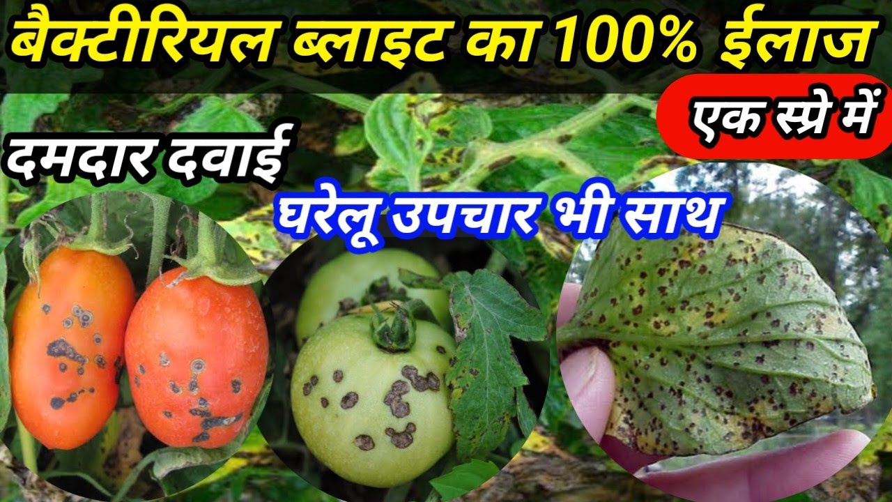 Bacterial Blight of tomato🍅/Bacterial Blight/ Bacterial Blight Control @krishiculture1442