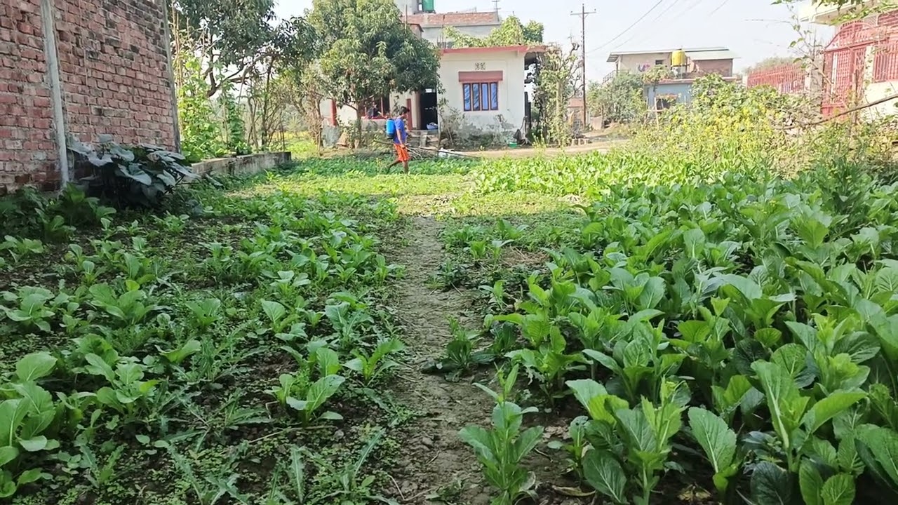 Nepal Village Farming Vlog | तरकारीमा औषधि हाल्दै | Real Farming in Nepal |