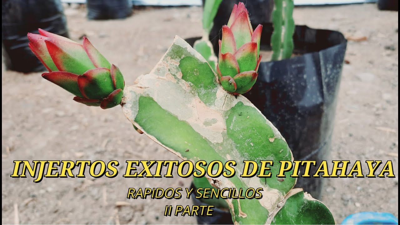 Injertos de Pitahaya - Desarrollo de los injertos Connie Mayer - Bruny - Deligth