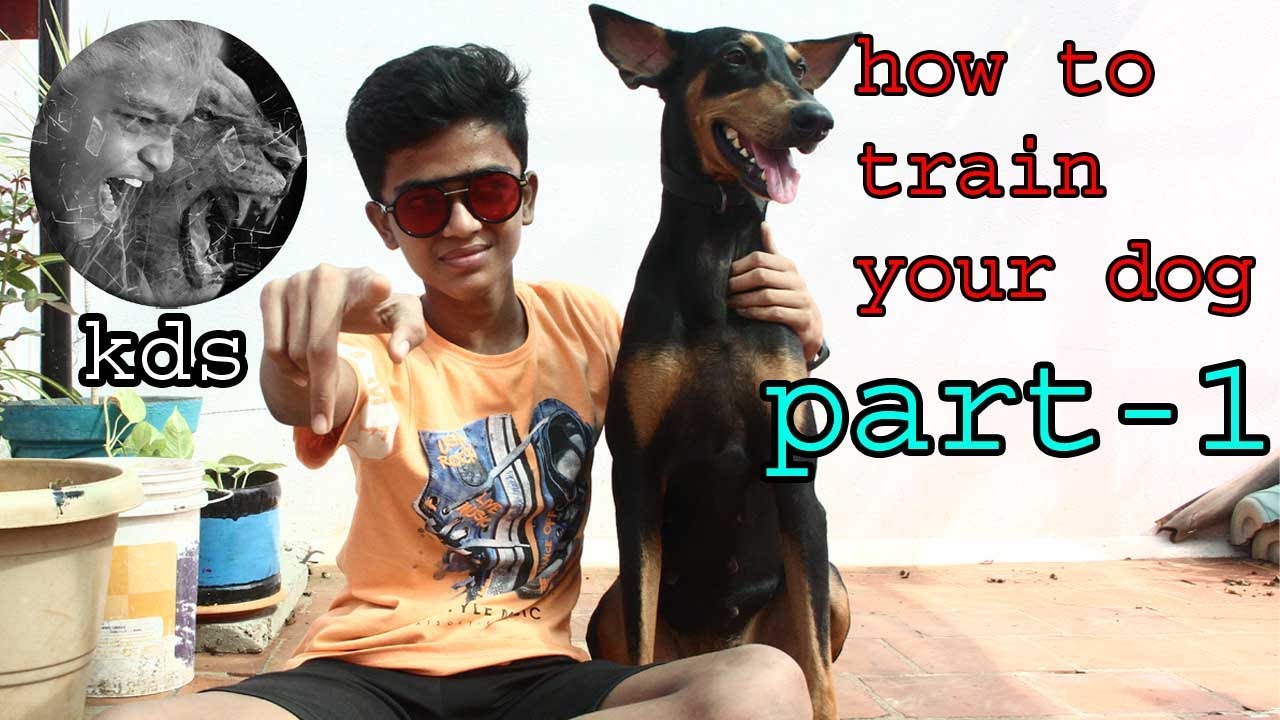 TAMIL  How to train our dog   basic Training  sit, down ,up ,shake hand | KDS pets history.