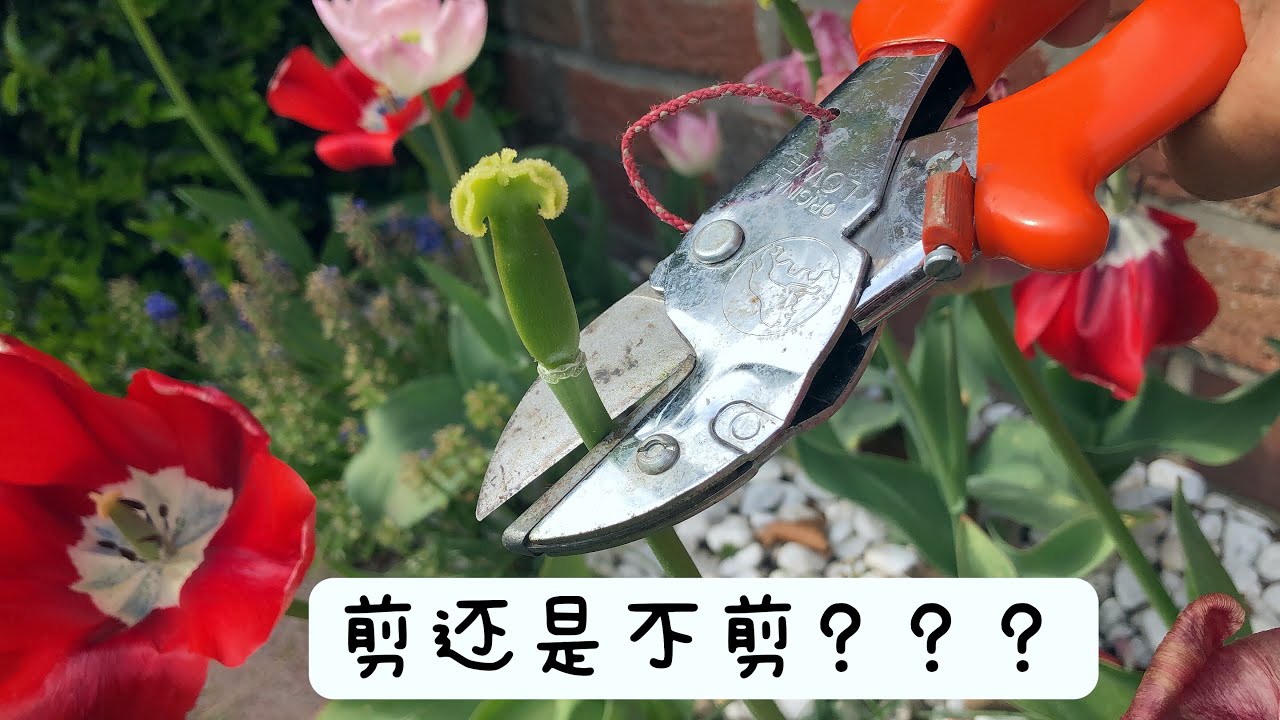 球茎花卉你了解多少/花败后该不该剪/如何剪/为什么剪/郁金香/风信子/水仙花/葡萄风信子/怎样让大花葱开得更健康/30.04.2022