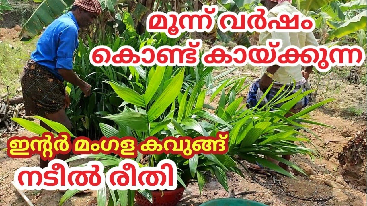 കവുങ്ങ് കൃഷി|നടീൽ രീതി|arecanut planting method|Inter mangala #arecanut plant#കവുങ്ങിൻ തൈ നടൽ