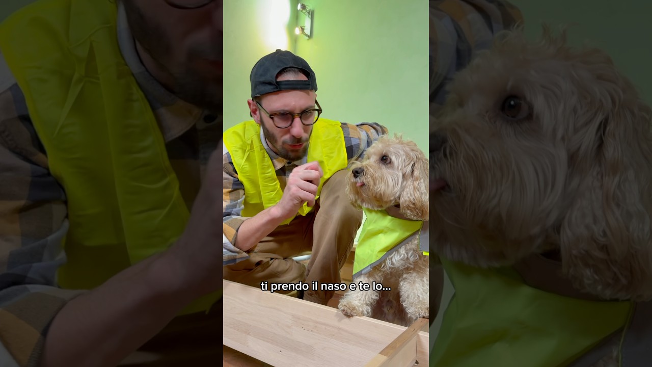 CHICO ditta dei sogni 🏗️ #chico #divertente #cane #canedivertente #funny