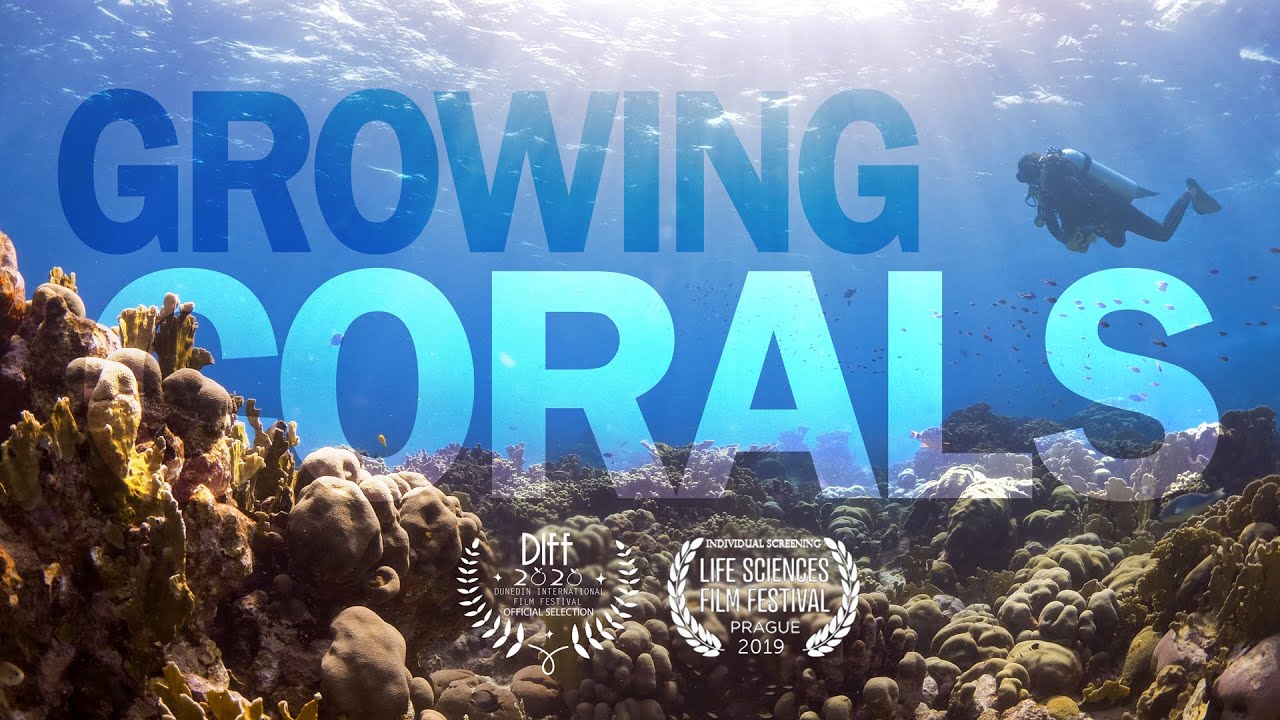 GROWING CORALS &ndash; Secore's Approach to Restore Coral Reefs Around the World