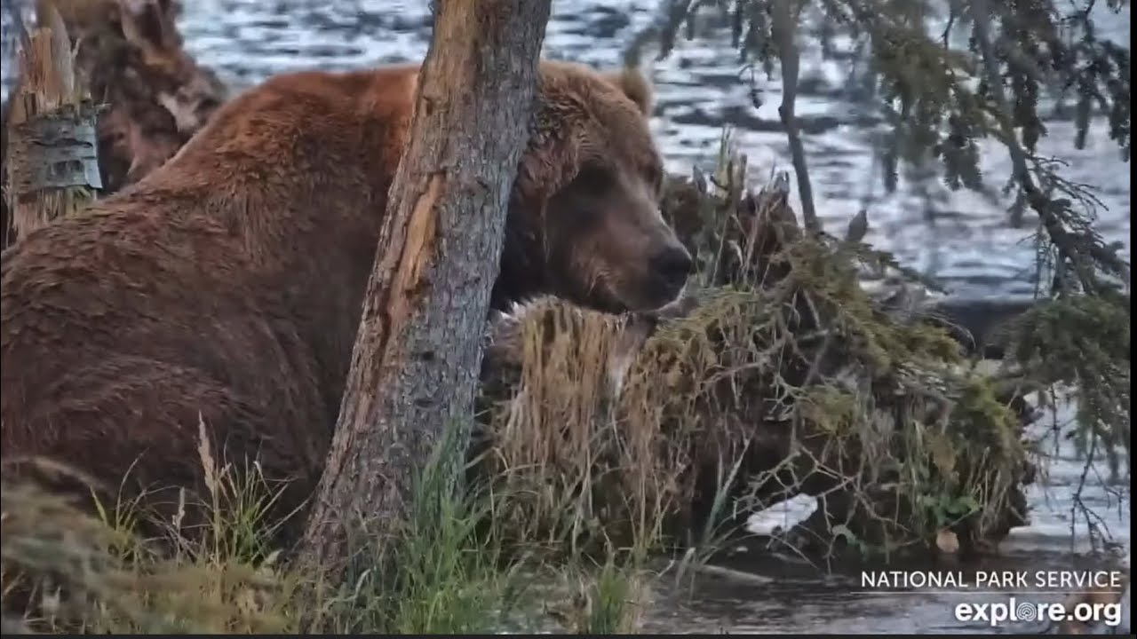 Handsome 903 Gully Shows Us His Sweet Soul (explore.org RF/BF cams) 10.17.25