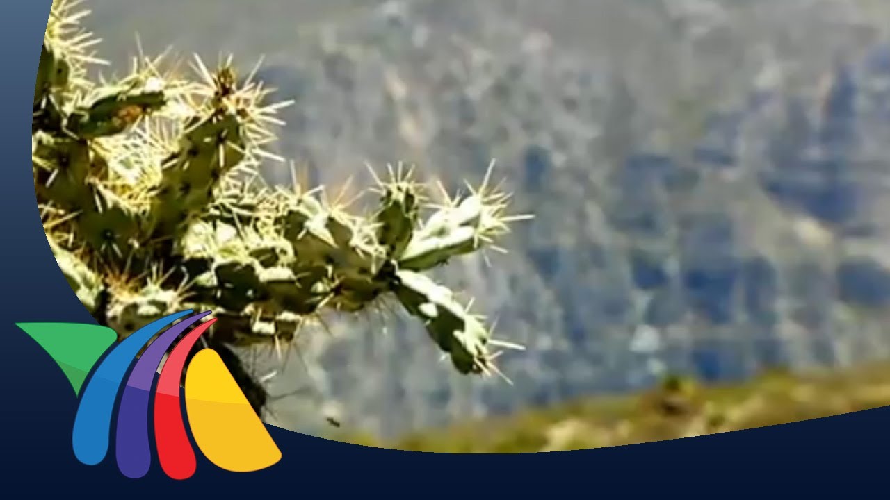 Tr&aacute;fico de cact&aacute;ceas | Noticias