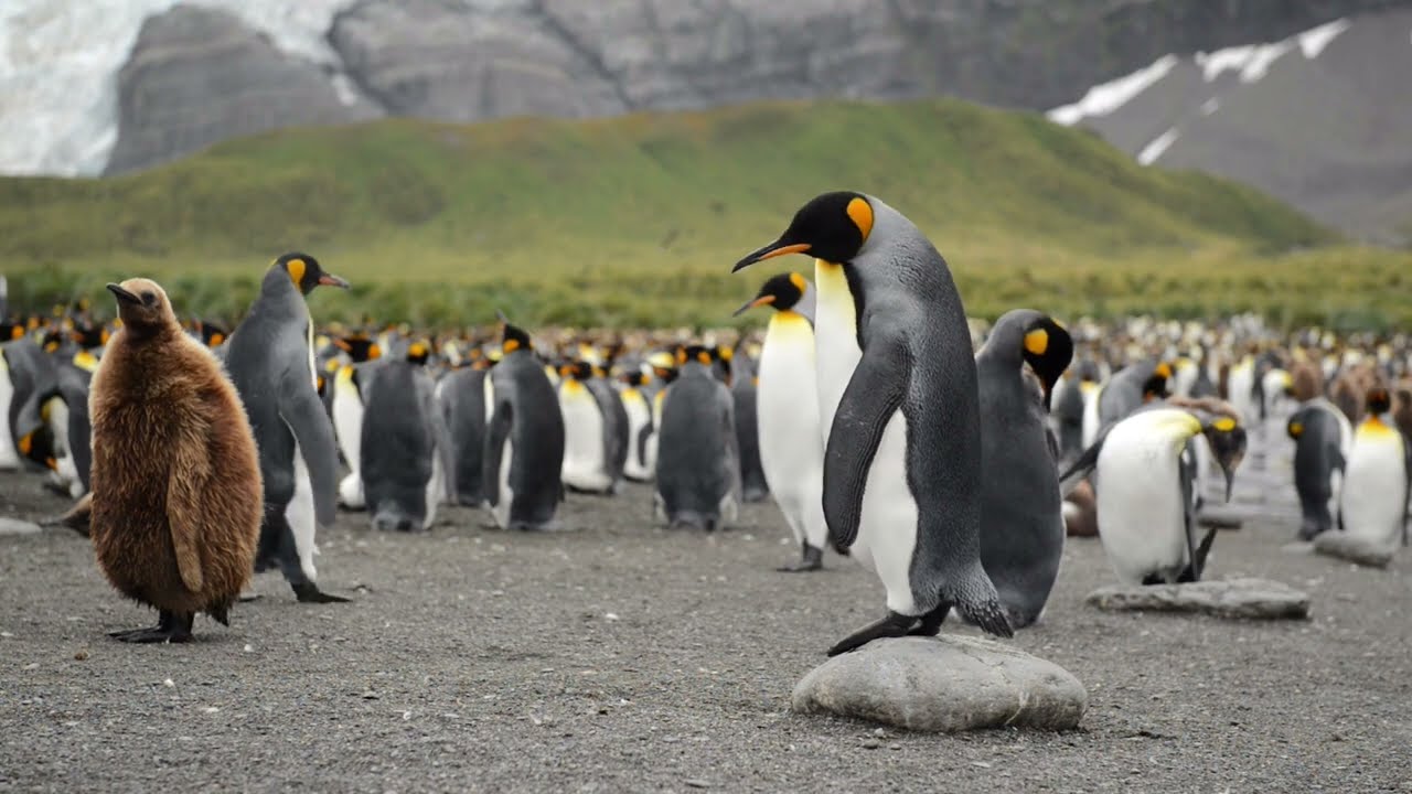 Dive into the Amazing World of Penguins 🐧❄️ #Penguins  #NatureDocumentary #wildlifewatching #hdr