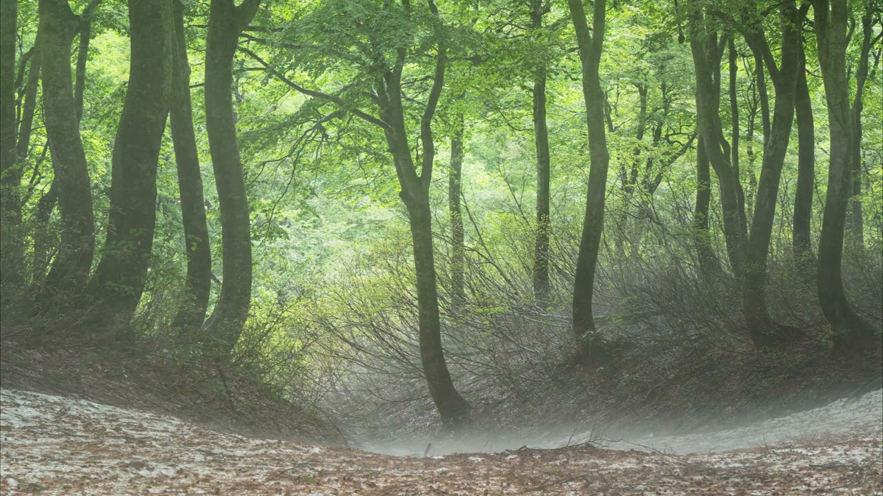 Misty Beech Forest   霧のブナ林