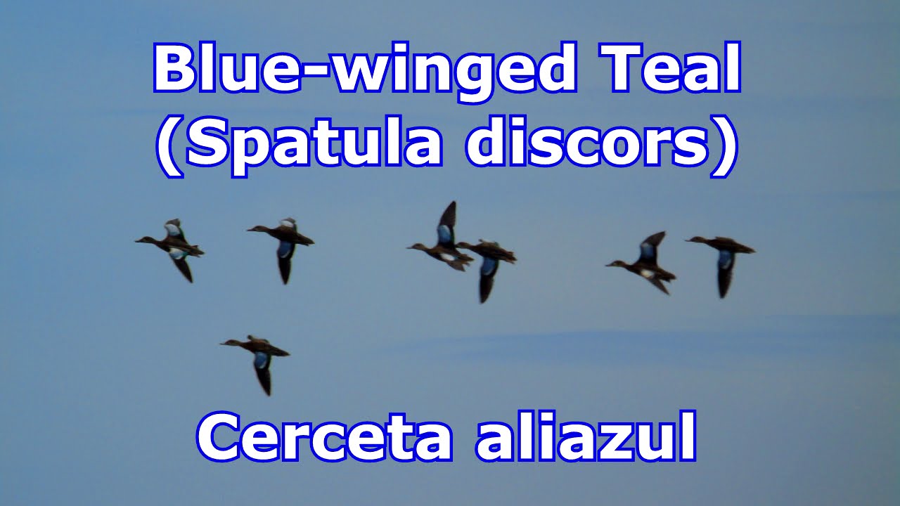 BLUE WINGED TEAL Spatula discors