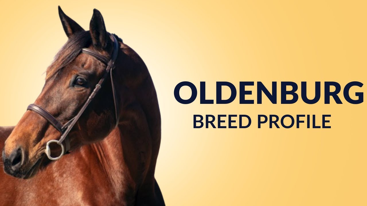 Oldenburg Horse Breed Profile History - Price - Characteristics - Training - Grooming