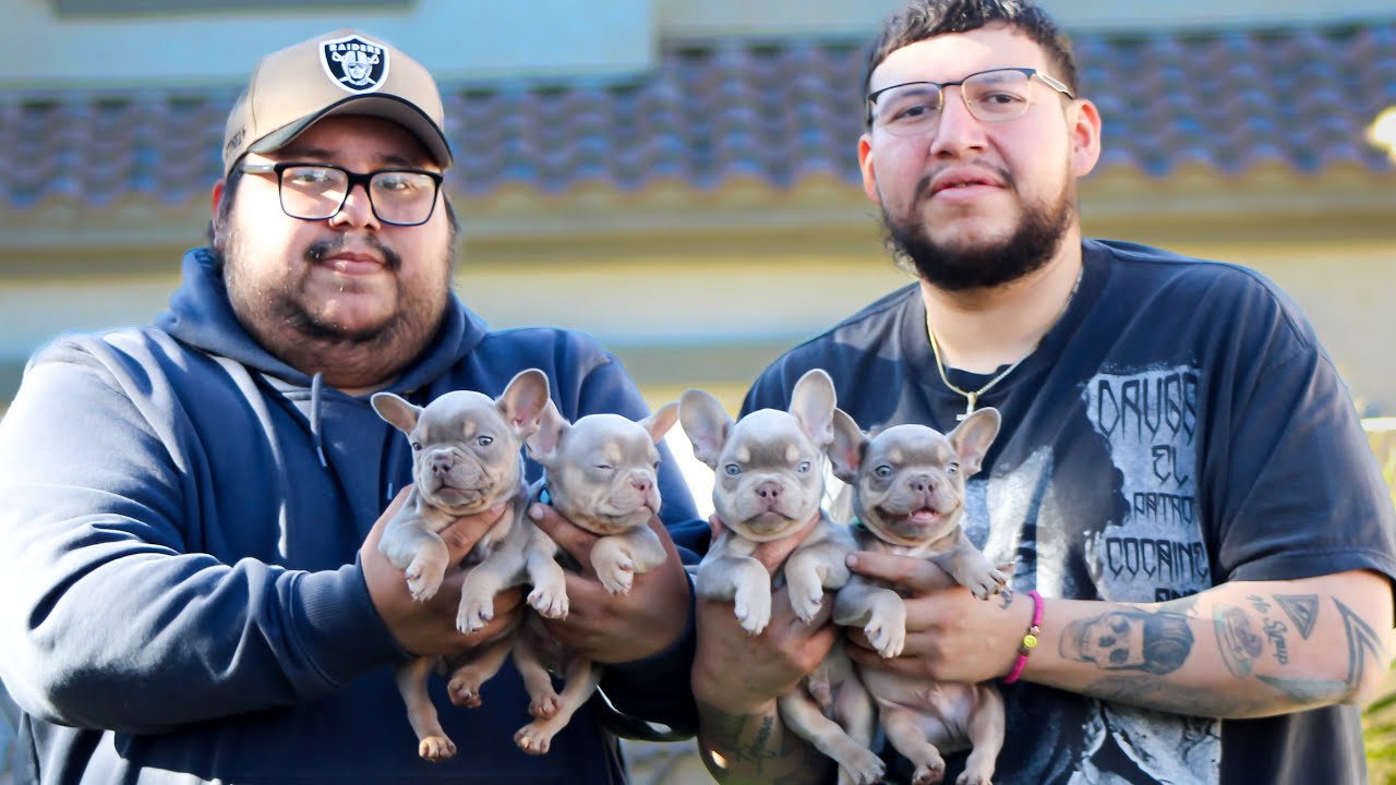 Isabella puppies available