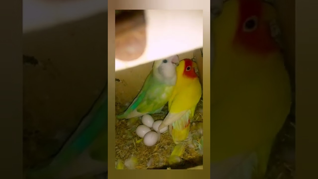 #cute#lovebirds