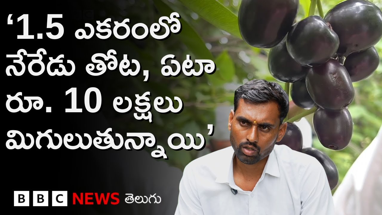 Jamun Farming: 1.5 ఎకరంలో నేరేడు తోటతో ఈ రైతు 'రూ.లక్షల' ఆదాయం ఎలా సంపాదిస్తున్నారంటే.. | BBC Telugu