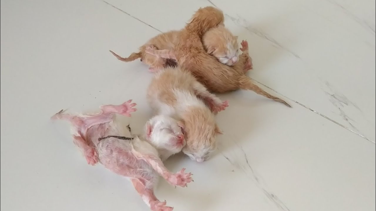 Newborn Kittens Starving And Calling Mother For Milk Unfortunately Mom Cat Hiding From Kittens