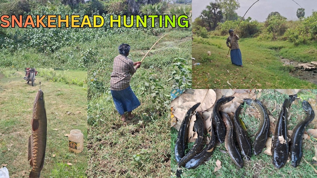 KVR Village Fish Hunting l The Best Village Snakehead Fish Hunting l unbelievable Fishing Video