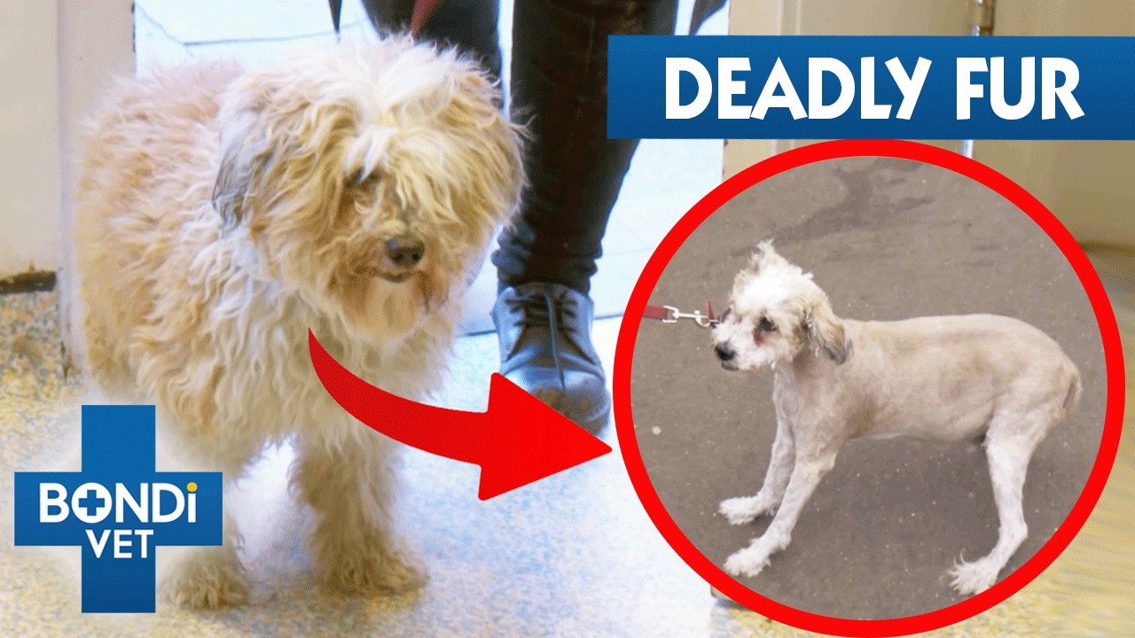 Life-Saving Haircuts 😱 | Best of Bondi Vet