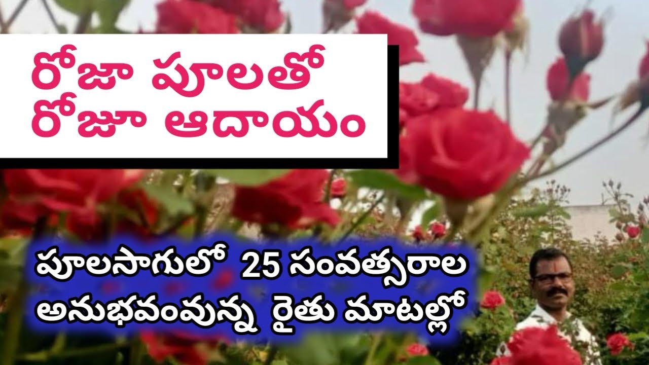 రోజాపూల సాగు గురించి అన్ని విషయాలు ఒకే వీడియోలో.   |.   Rose Flower Cultivation