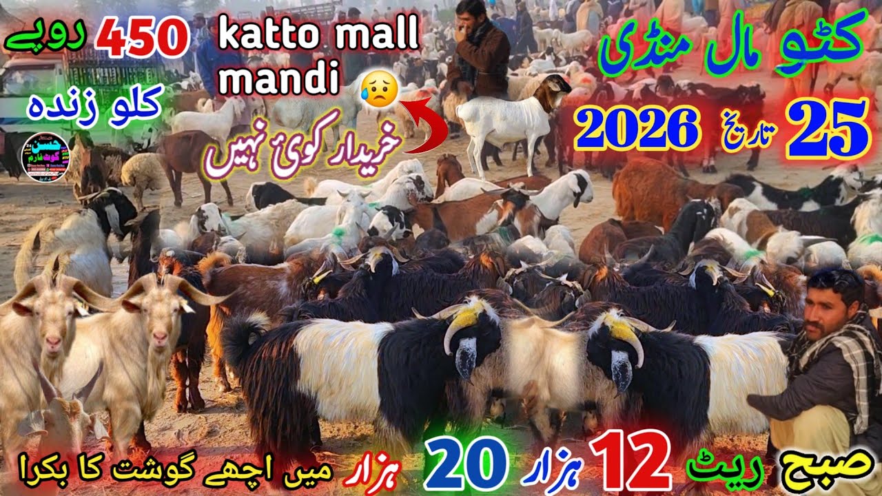 25 February 2026 international katto Mall Mandi punjab pakistan صبح سے دن تک منڈی کے ریٹ گر گئے 🙆‍♂️