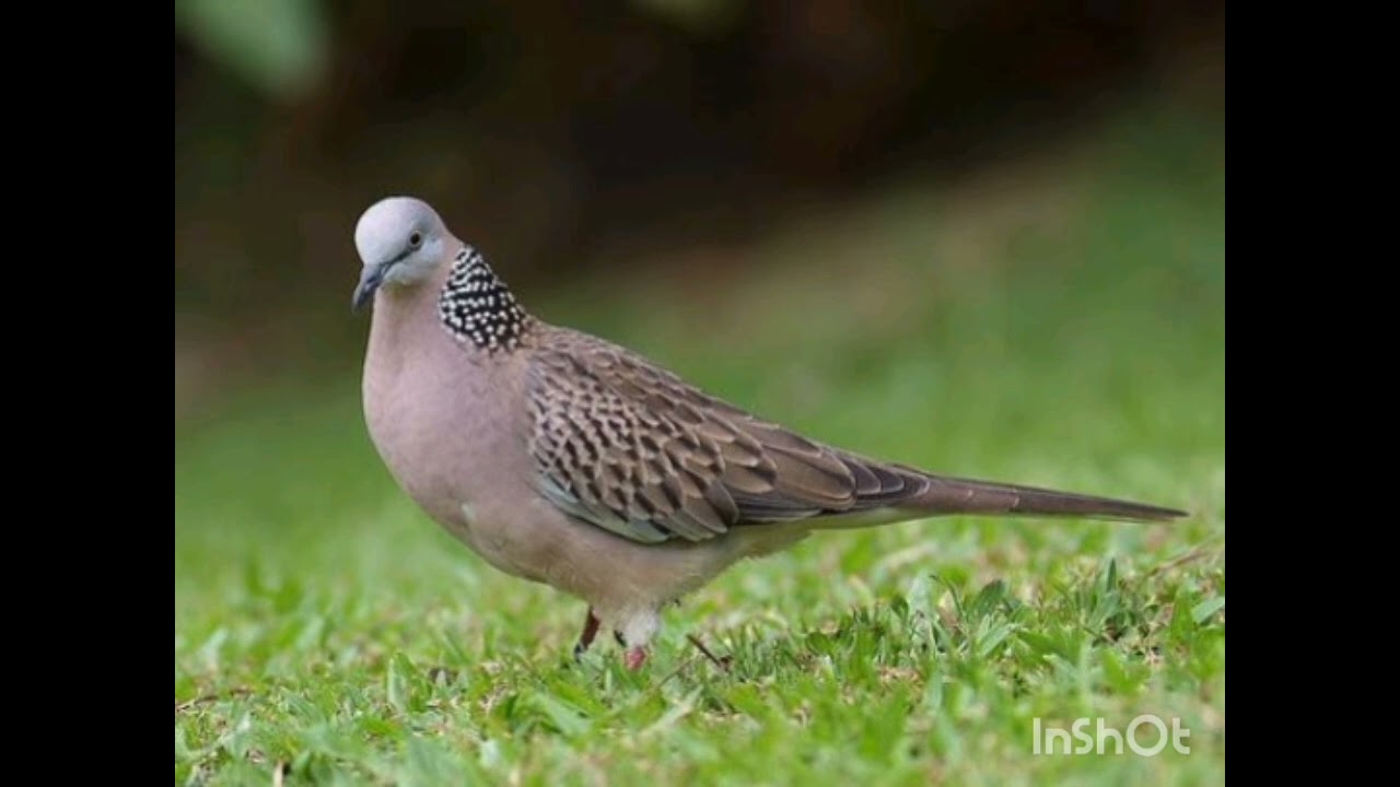 Suara burung tekukur untuk memikat 