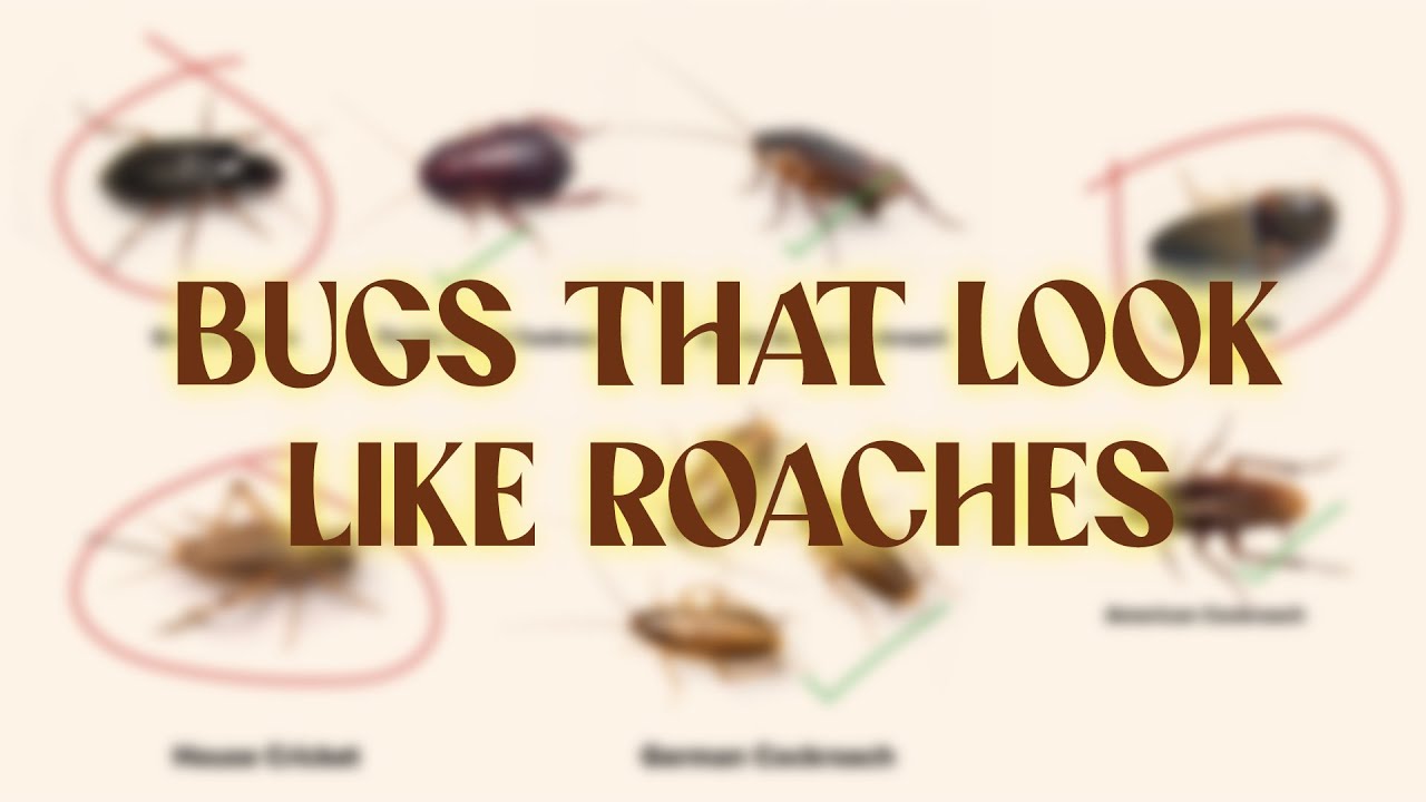 Bugs That Look Like Cockroaches, But Aren't!