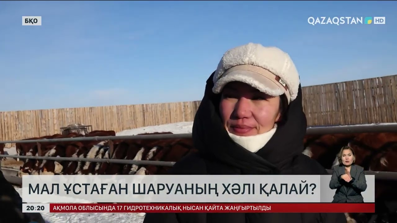 Мал ұстаған шаруаның хәлі қалай?
