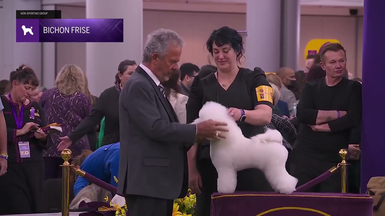 Bichon Frises | Breed Judging 2026