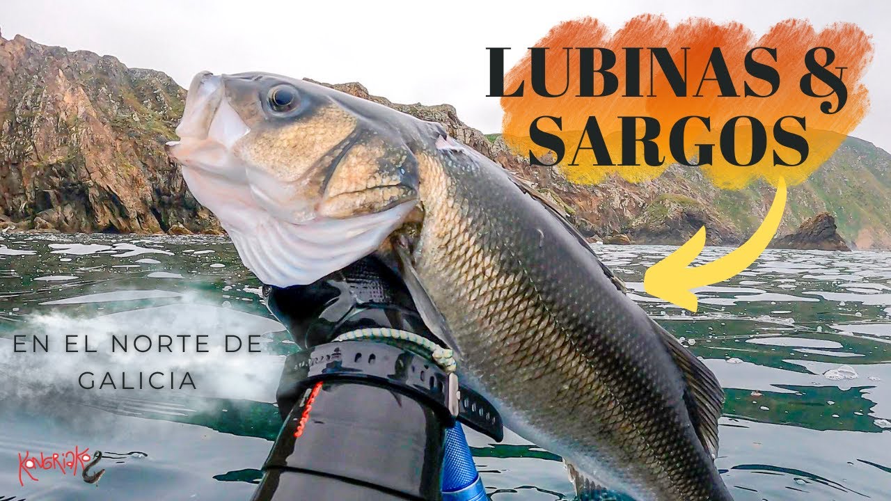 ✅PESCA SUBMARINA🌊 LUBINAS y SARGOS en el Norte de Galicia🎯