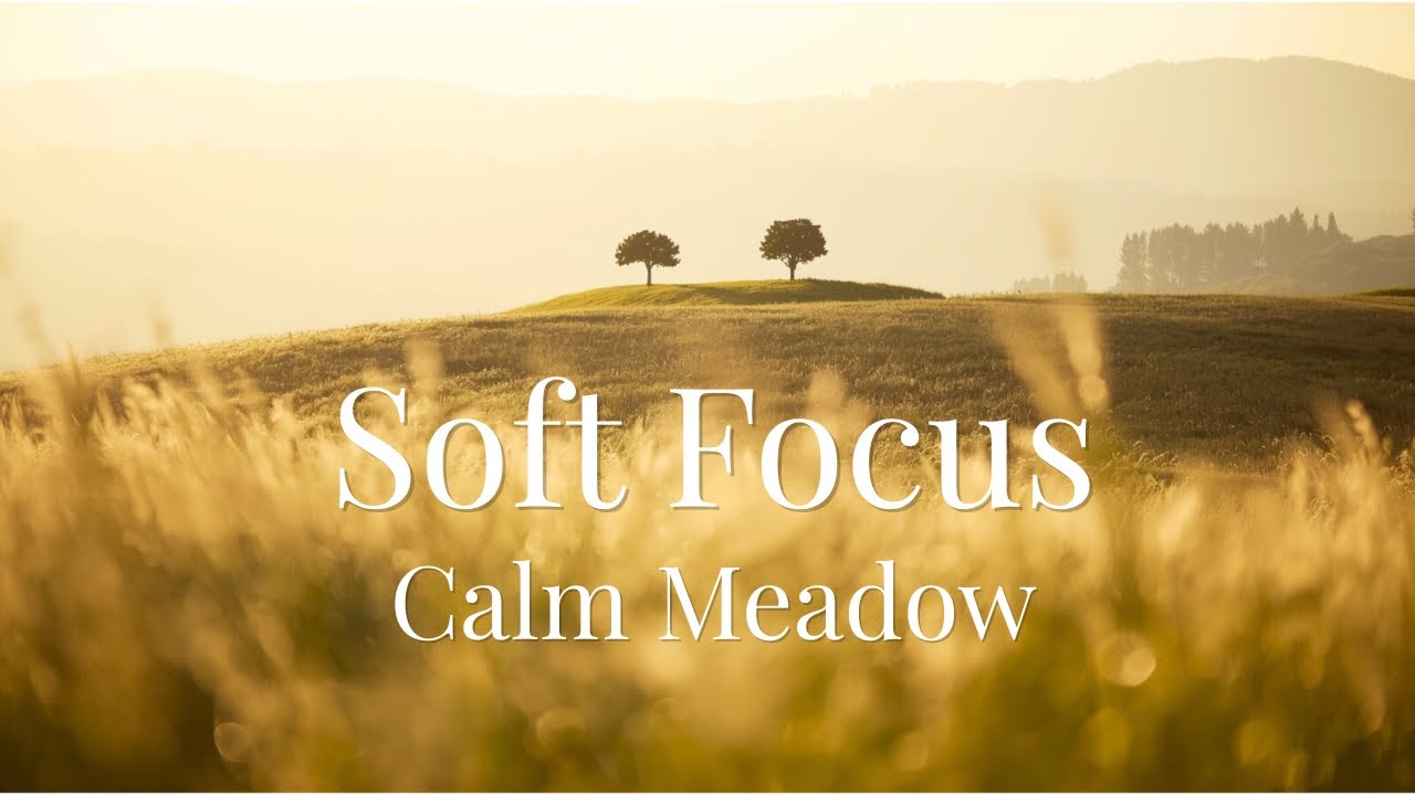 Lofi BGM for Calm Focus｜作業・やさしい集中｜前景がほどけ、奥行きへ意識が広がる草原｜Sunlit Meadow Lo-Fi