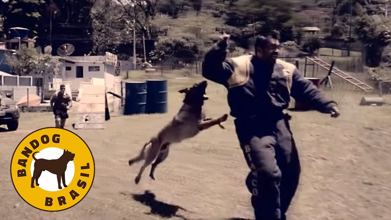 Real Bite - C&atilde;es de Prote&ccedil;&atilde;o