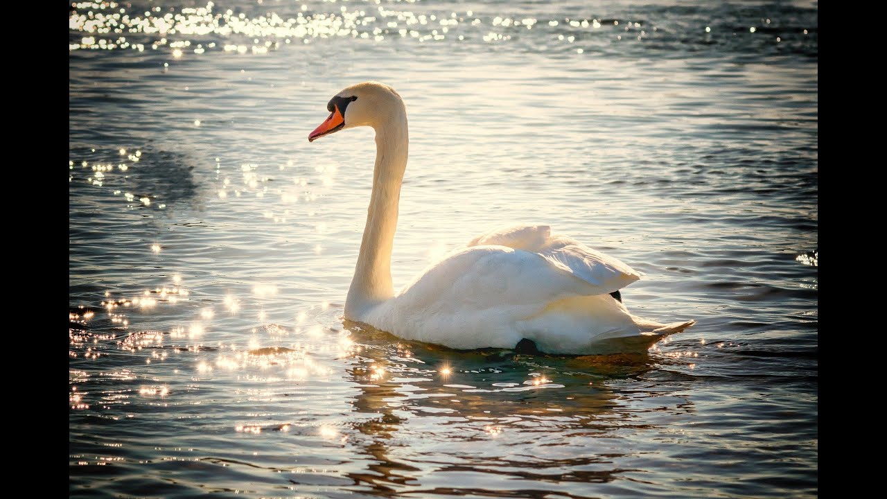 Witte zwanen, zwarte zwanen