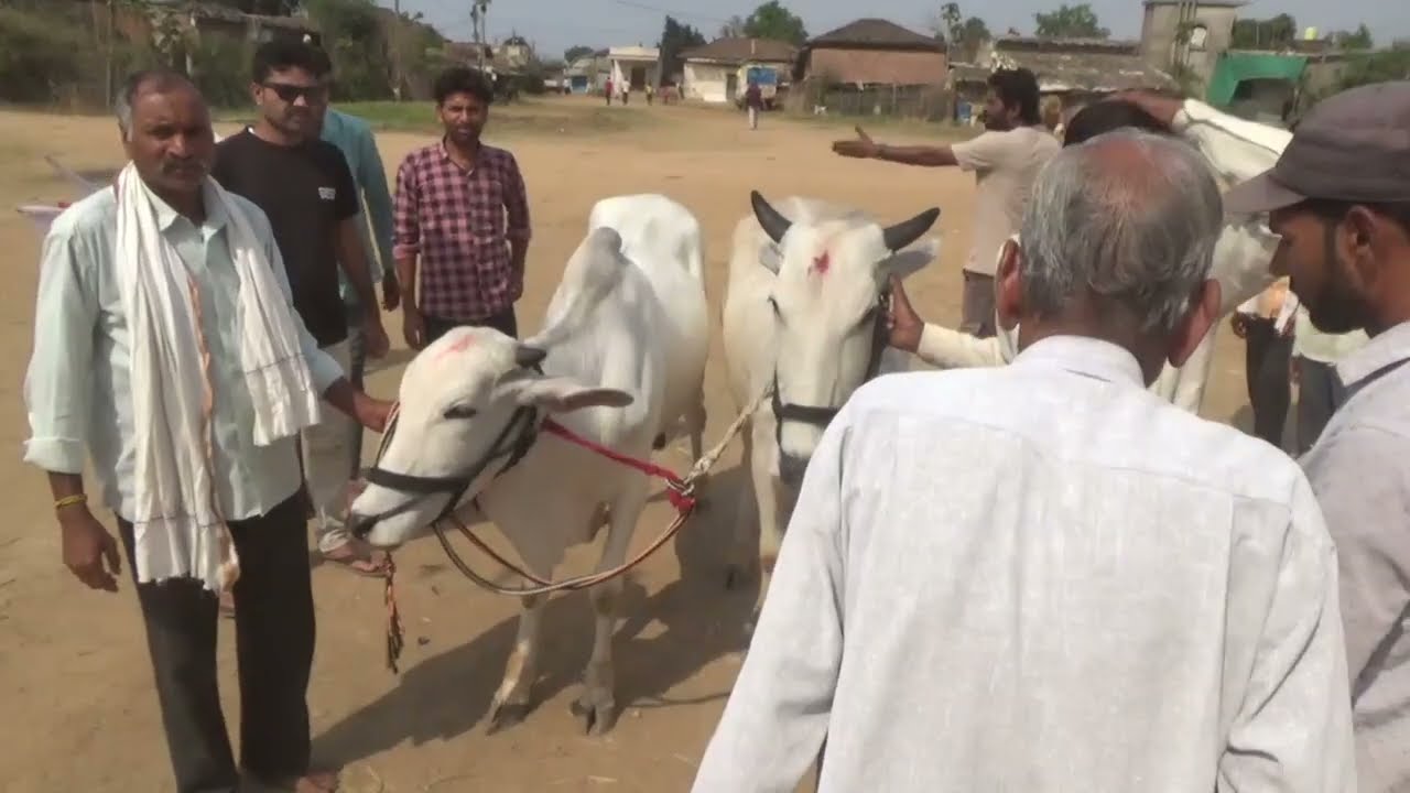 Takla Pat Pratiyogita 2026 💥 Opening Ceremony 🎉 Bailgada Sharyat Race 🐂 Full Action