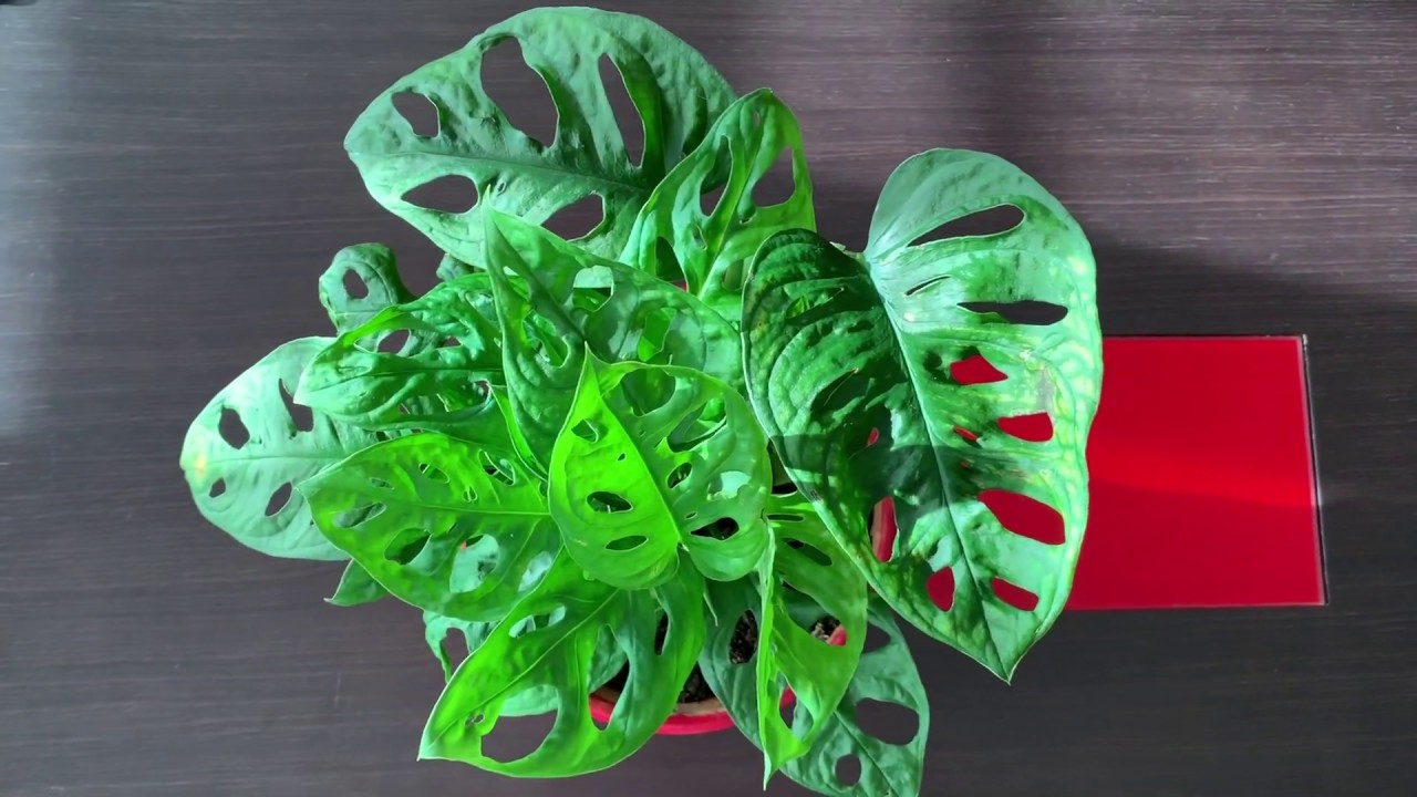 Cuidados Monstera Adansonii: te ense&ntilde;o c&oacute;mo cuido la m&iacute;a
