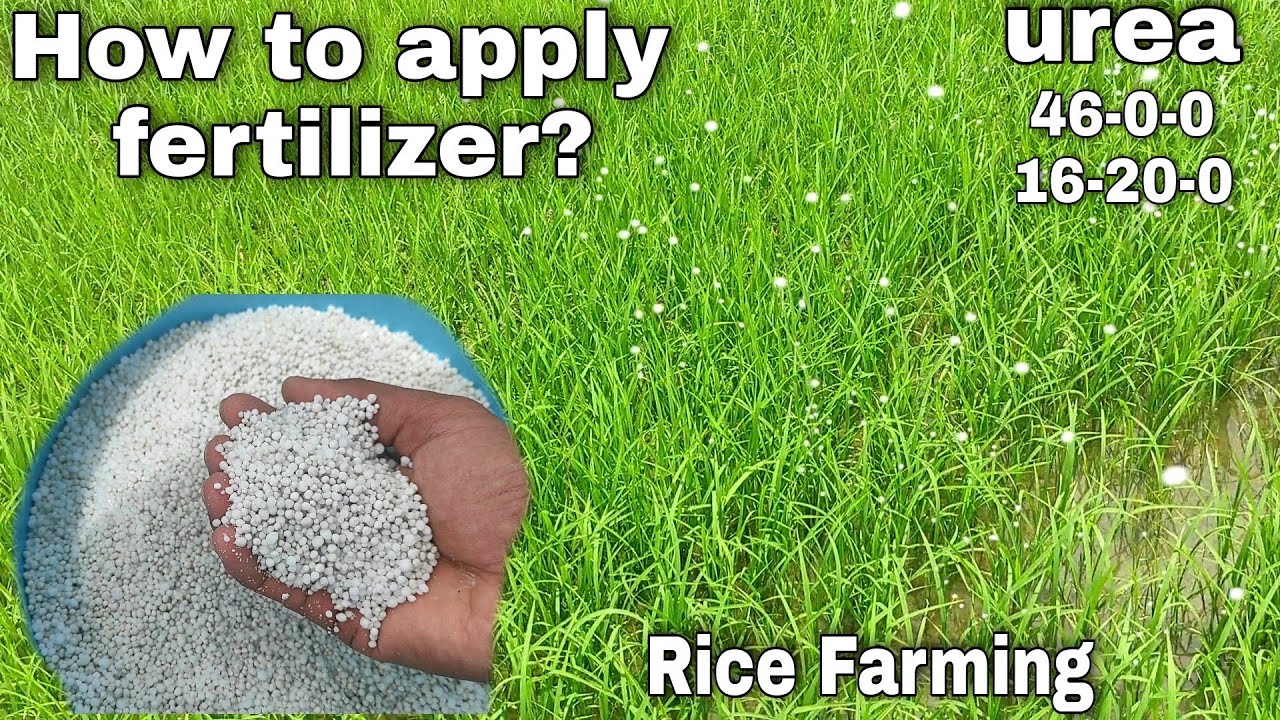 RICE FARMING : How to apply Fertilizer in Rice Plant | Jo Wel