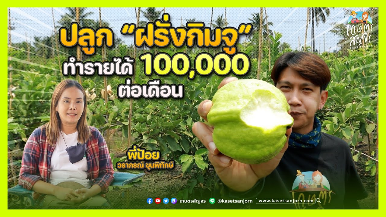 เผยทุกเคล็ดลับปลูก “ฝรั่งกิมจู” ให้มีรายได้หลัก 100,000 บาททุกเดือน | เกษตรสัญจร