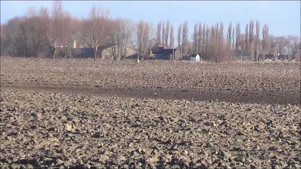 bulldozer hare coursing