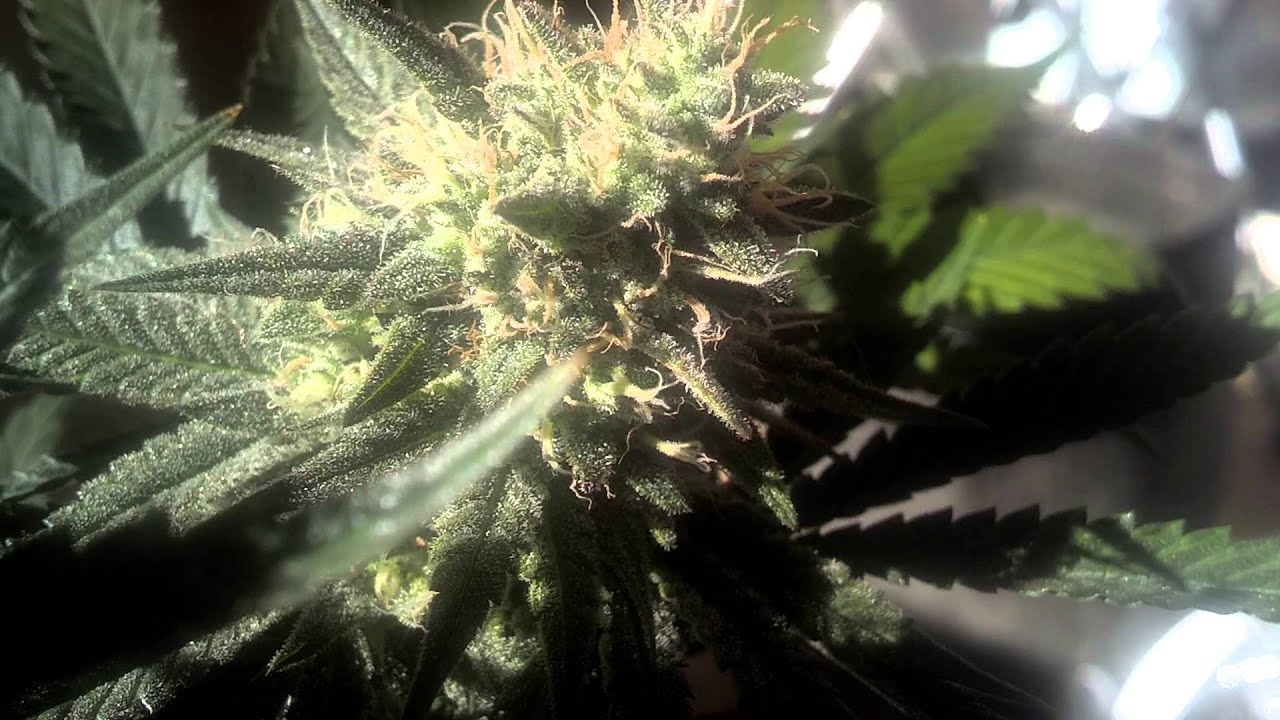 =Kush Berry #1 Outdoors=