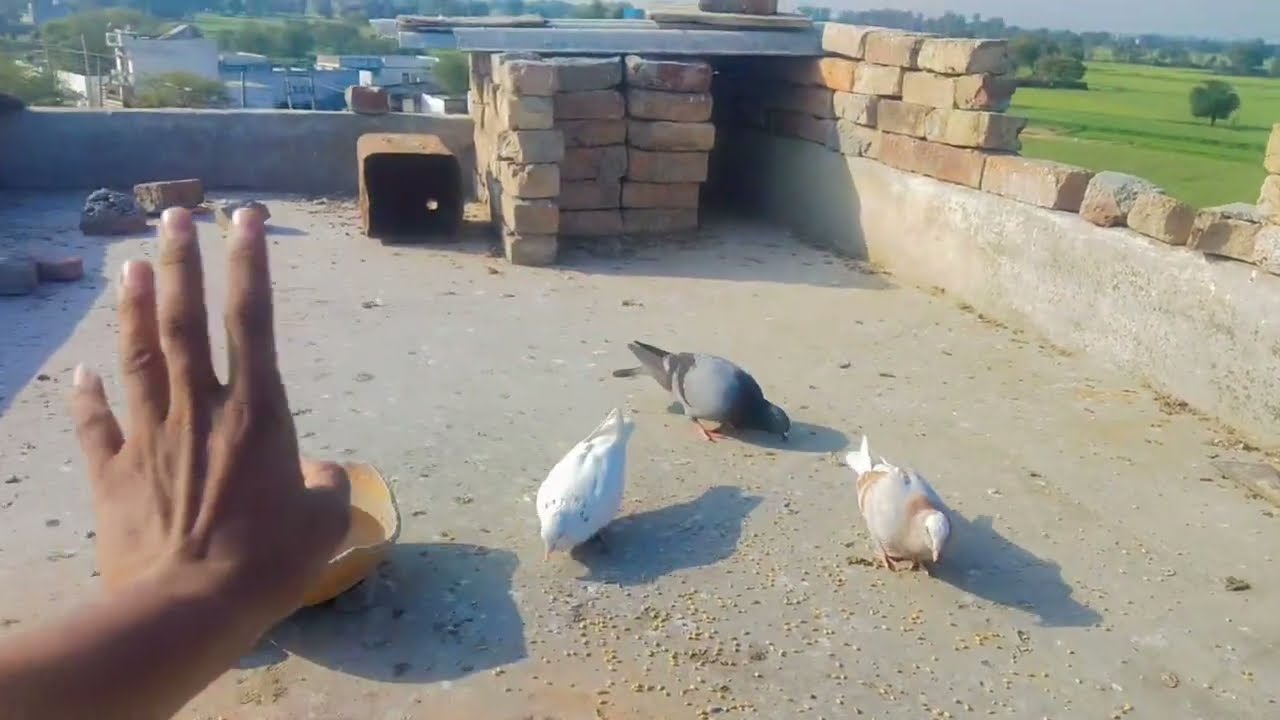 Jangali Kabutar Ye Kya kar rahe hai 