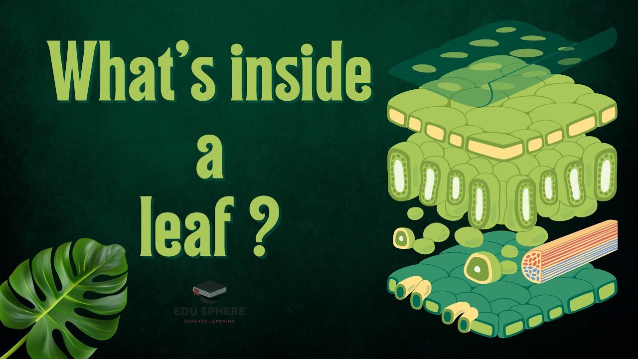 Inside a Leaf: The Parts of a Leaf Explained!