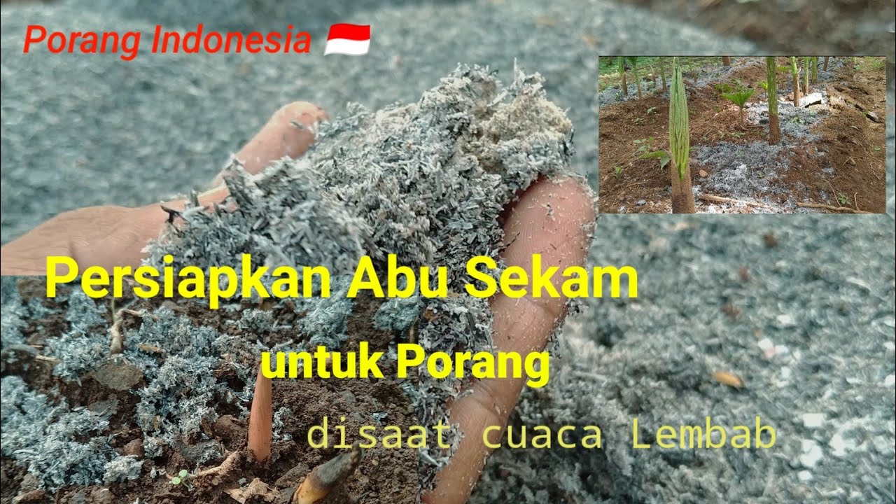 Persiapkan Abu Sekam Untuk Porang disaat cuaca Lembab