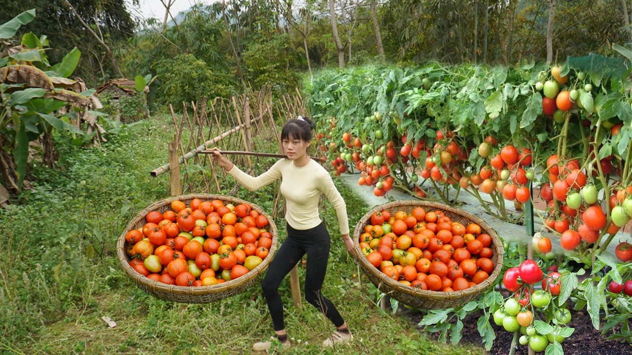 Harvesting tomatoes after 4 months of growing them on the farm for sale - Planting corn
