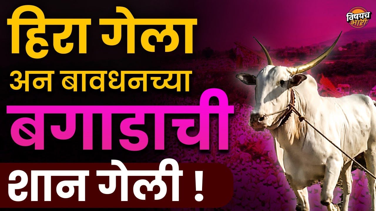 Hira बैल गेला अन बावधनच्या बगाडाची शान हरपली | Bavdhan Bagad Hira Bail | Vishaych Bhari