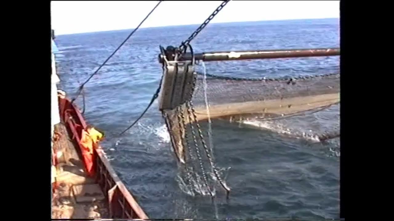 Uk88 Visafslag Urk  Orca vis