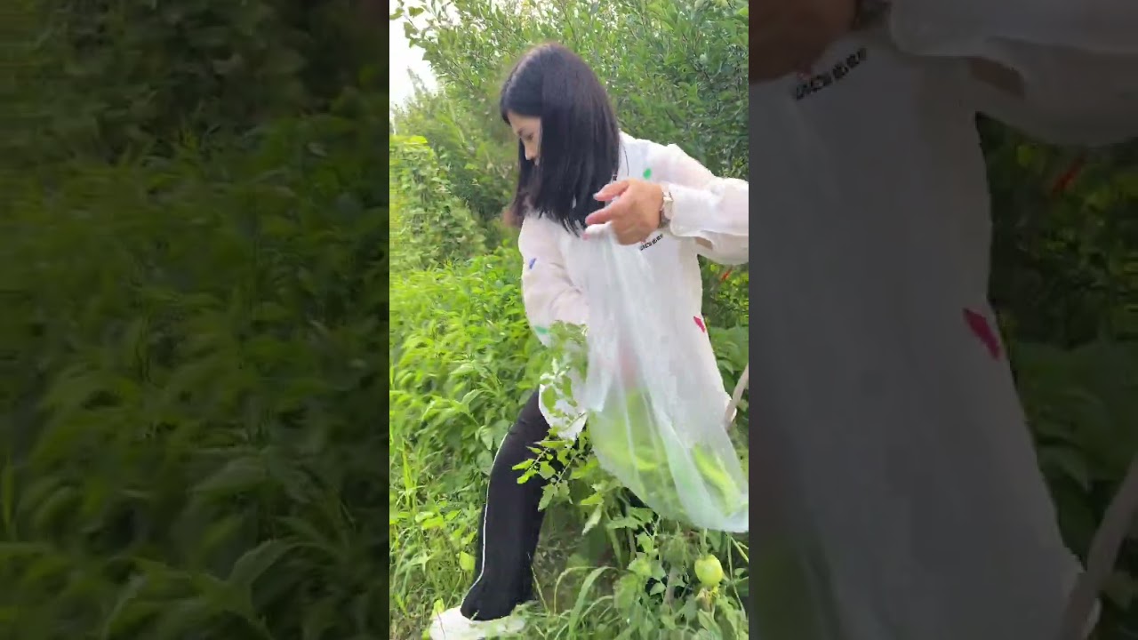 婆妈种的西红柿被鸟和野鸡吃了，说下一年再不种了😂😂😂#自己种的纯天然的绿色蔬菜 #我的乡村生活