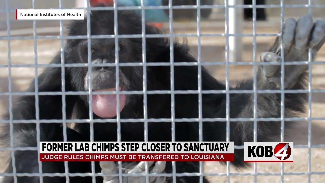 Former lab chimps one step closer to sanctuary