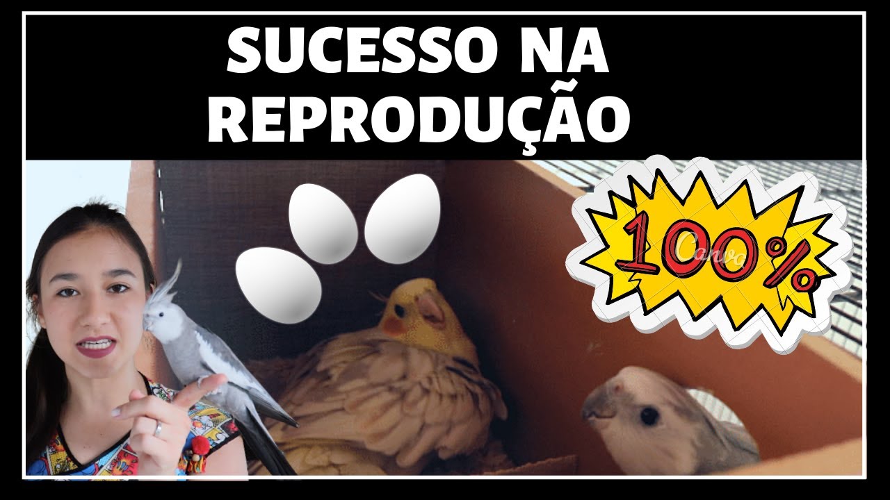 COMO REPRODUZIR CALOPSITAS / O QUE VOCÊ PRECISA SABER SOBRE CALOPSITAS