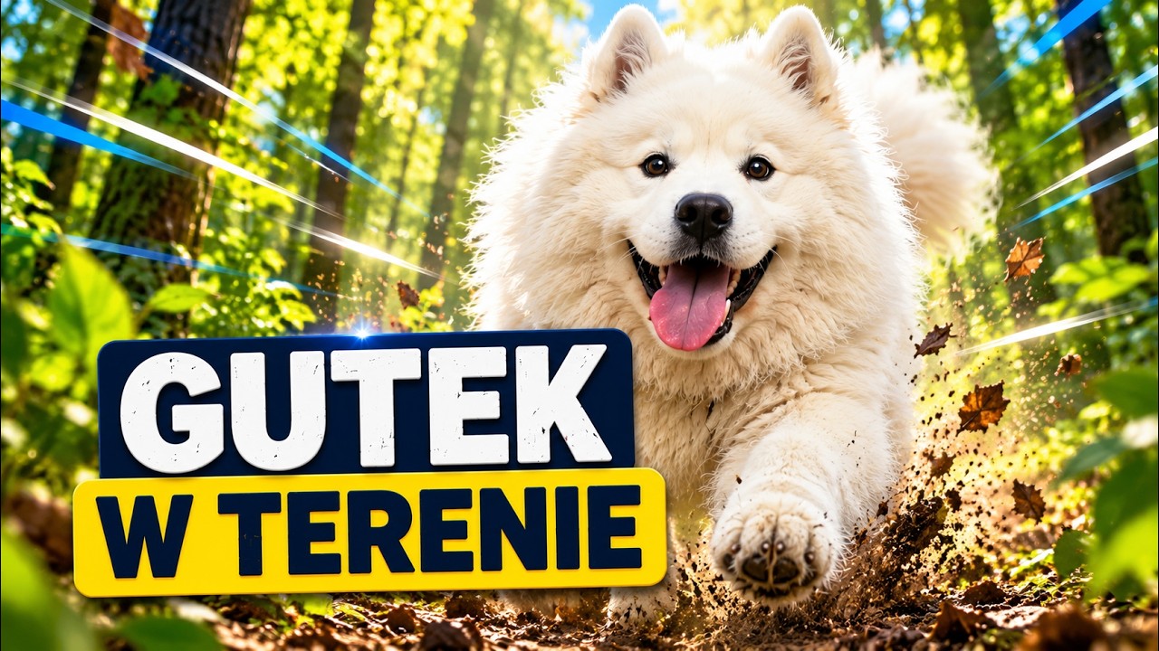 GUTEK W TERENIE