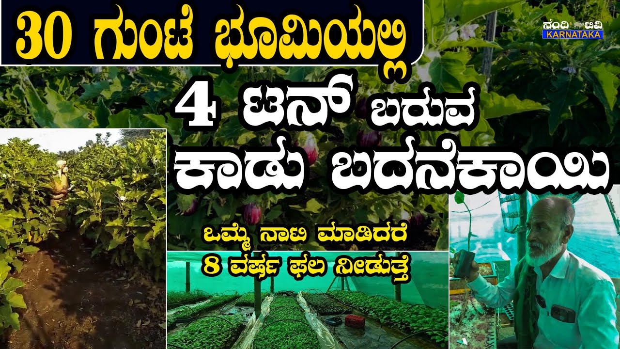 ಒಮ್ಮೆ ನಾಟಿ ಮಾಡಿದರೆ 8 ರಿಂದ 15 ವರ್ಷ ಬದನೆಕಾಯಿ ತಳಿ | ಕಾಡು ಬದನೆ ನಾವೇ ರೆಡಿ ಮಾಡಿ ಕೊಡ್ತೀವಿ | Brinjal farming