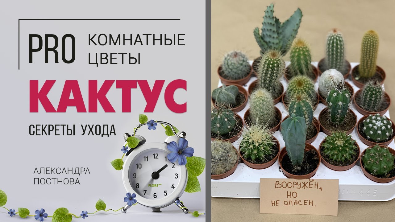 Кактусы - друзья или враги? | Обзор сортов | Как ухаживать за кактусами